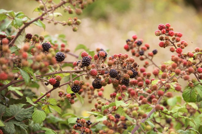 blackberries