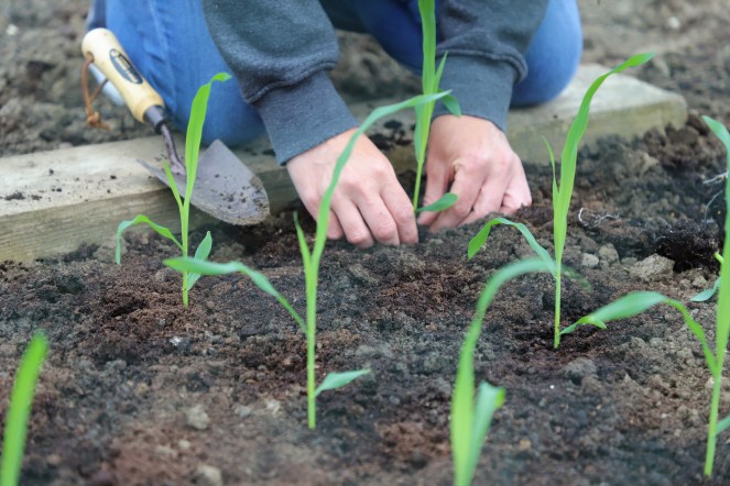 planting sweetcorn