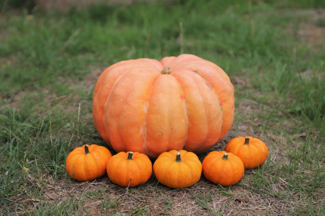 pumpkins