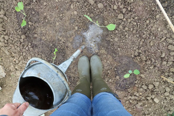 watering young brassica plants