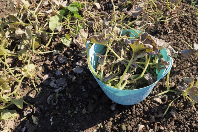 clearing squash vines