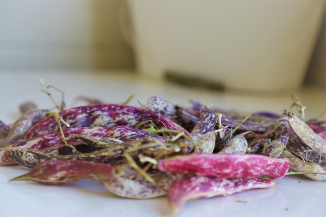 borlotti beans