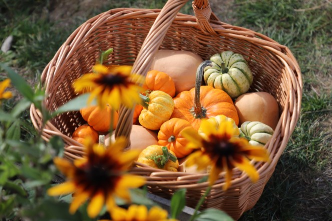 basket of pumpkins and squashes