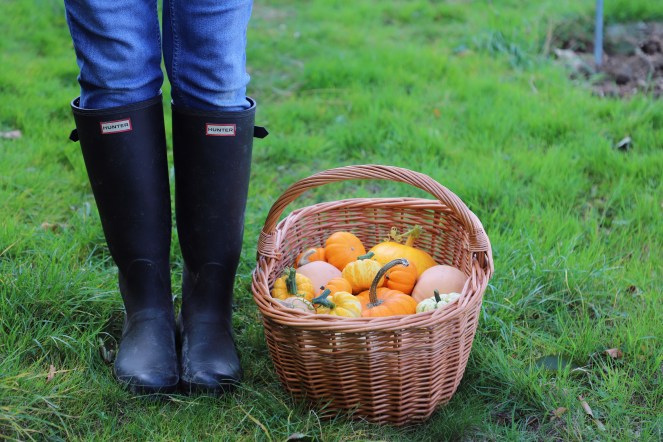winter squash harvest