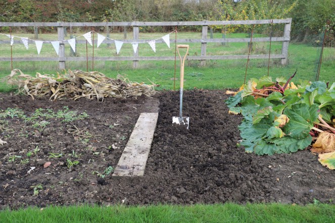 planting blackcurrants