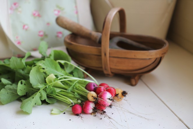 radish, harvest, gardening, grow your own