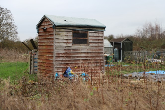 allotment shed