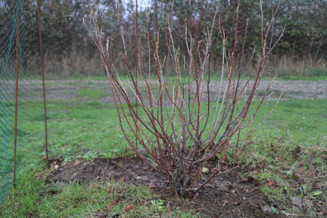 currant bush