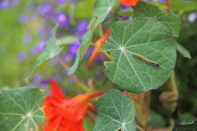 cabbage white caterpillar