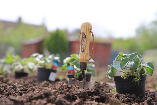 planting strawberries