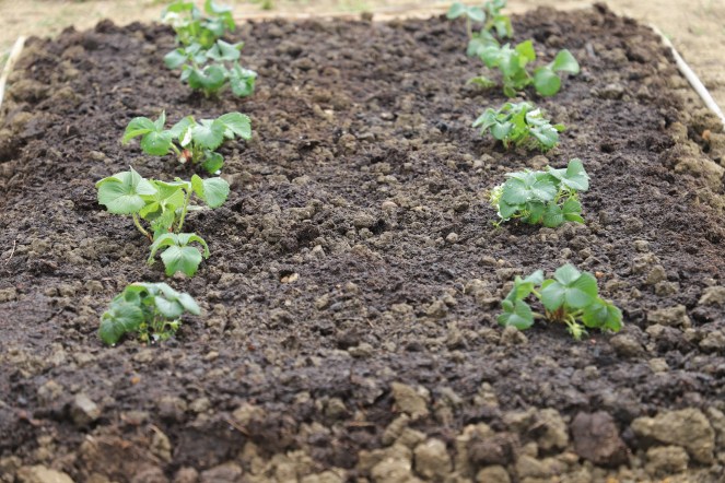 strawberry bed