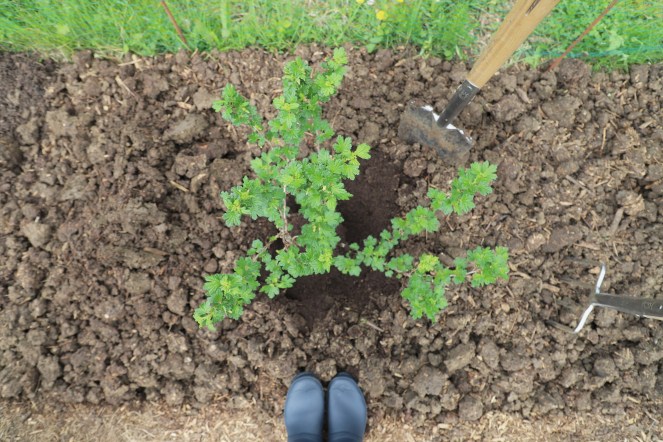 gooseberry bush