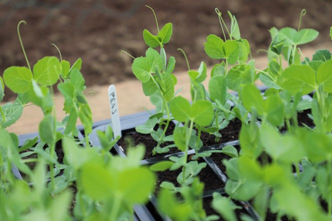 pea plants