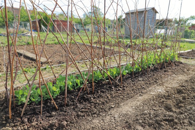 planting peas
