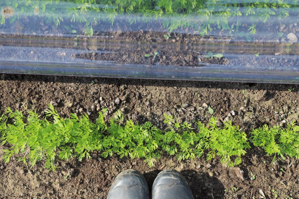 carrot seedlings