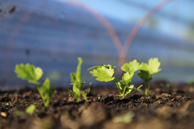 parsnip seedlings