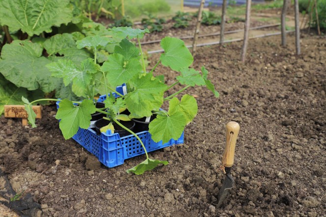 planting courgettes