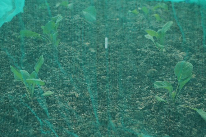 brassica netting