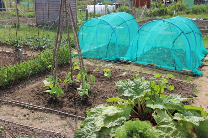 brassica netting, allotment