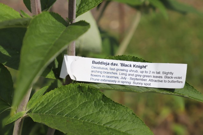 buddleia, butterfly bush
