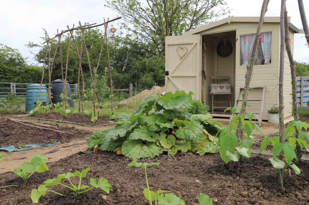 allotment shed
