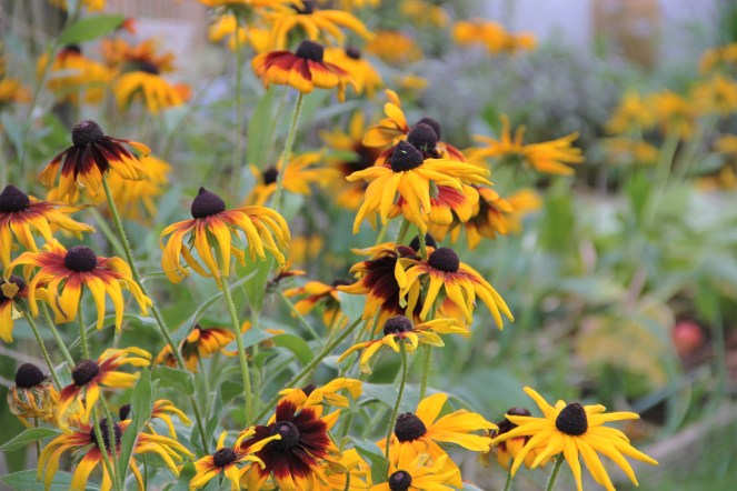 rudbeckia gloriosa daisies