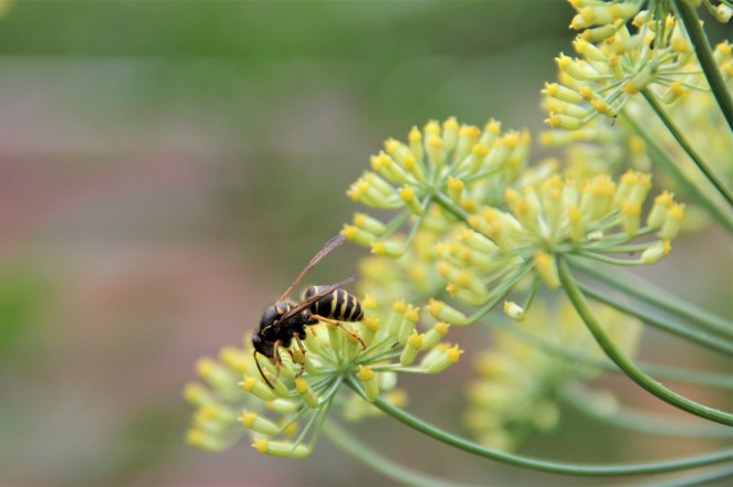 wasp on fennel