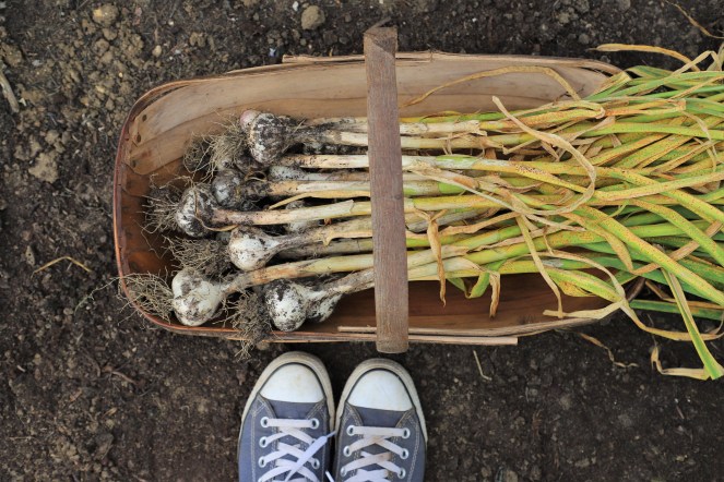 garlic harvest