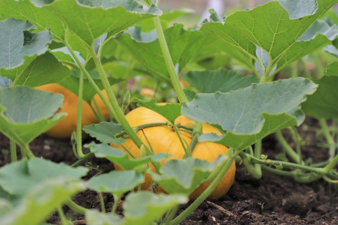 pumpkin patch, pumpkins, pumpkin