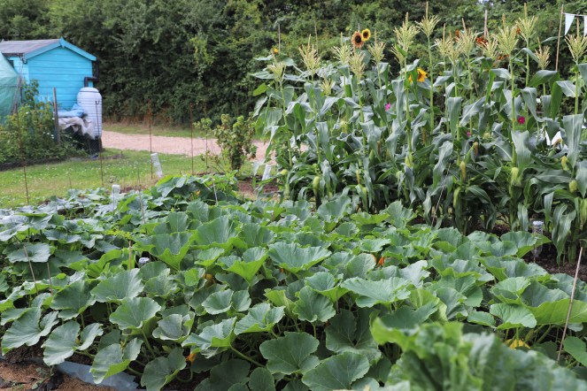allotment
