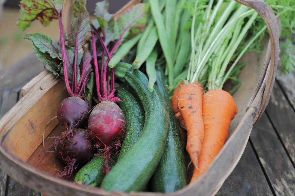 garden trug, vegetable trug