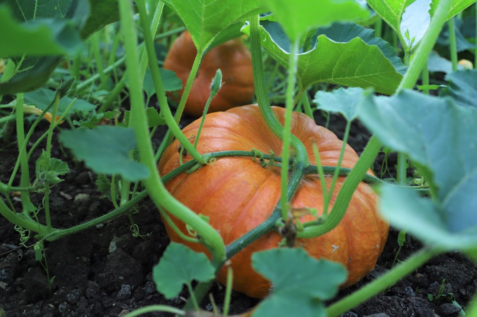rouge vif d' etampes