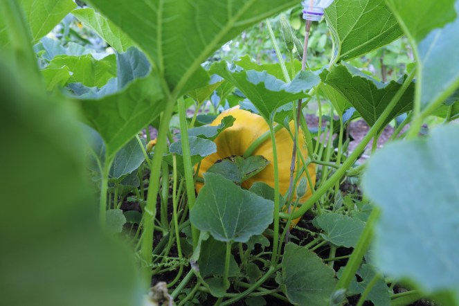 pumpkin growing