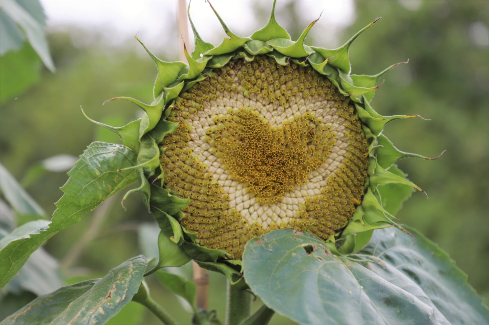 sunflower art, love heart