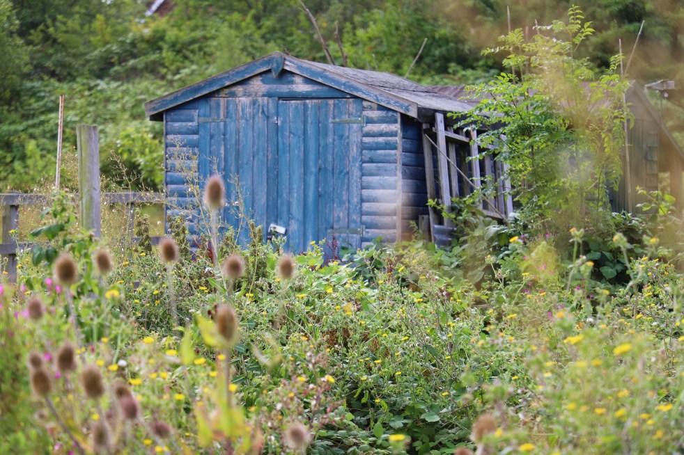 allotment shed, blue shed