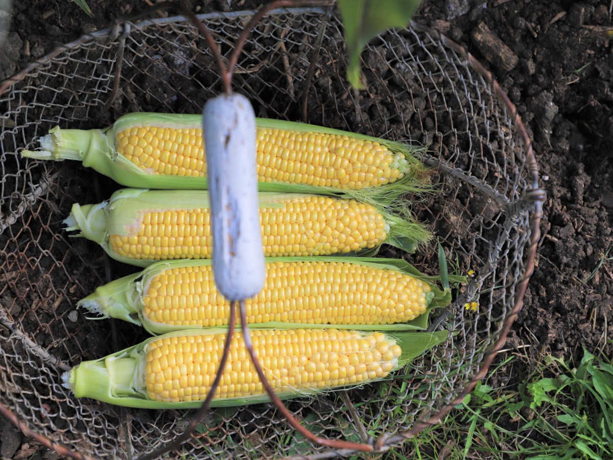 Allotment Jobs for&nbsp;August