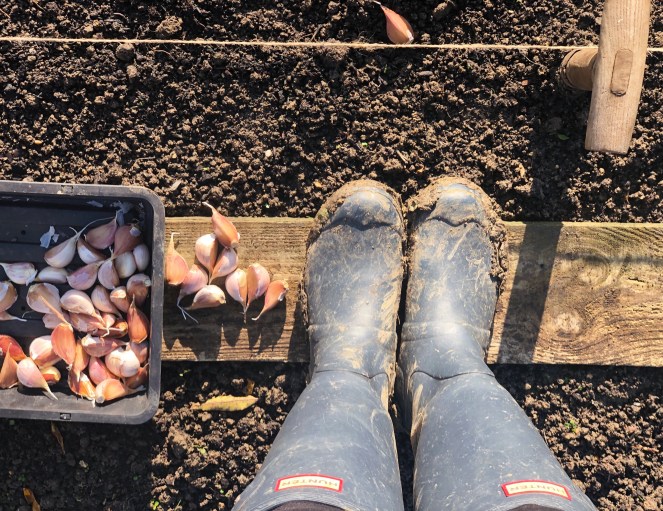 planting garlic