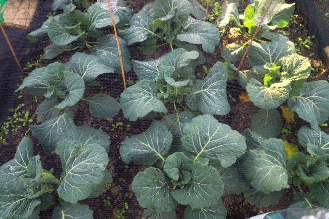 savoy cabbages
