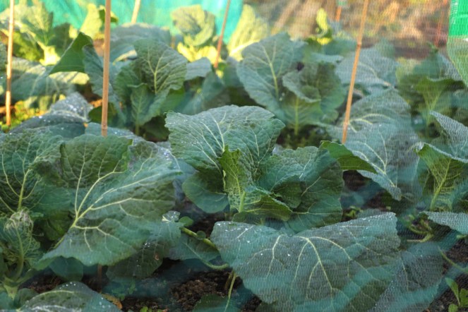 savoy cabbage