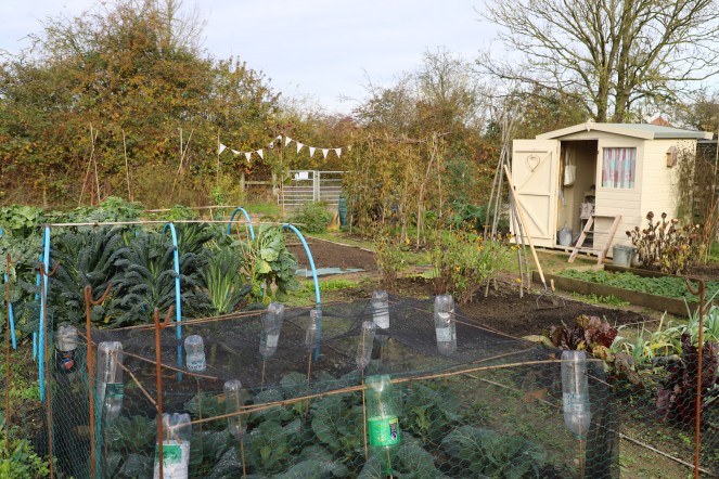 allotment november
