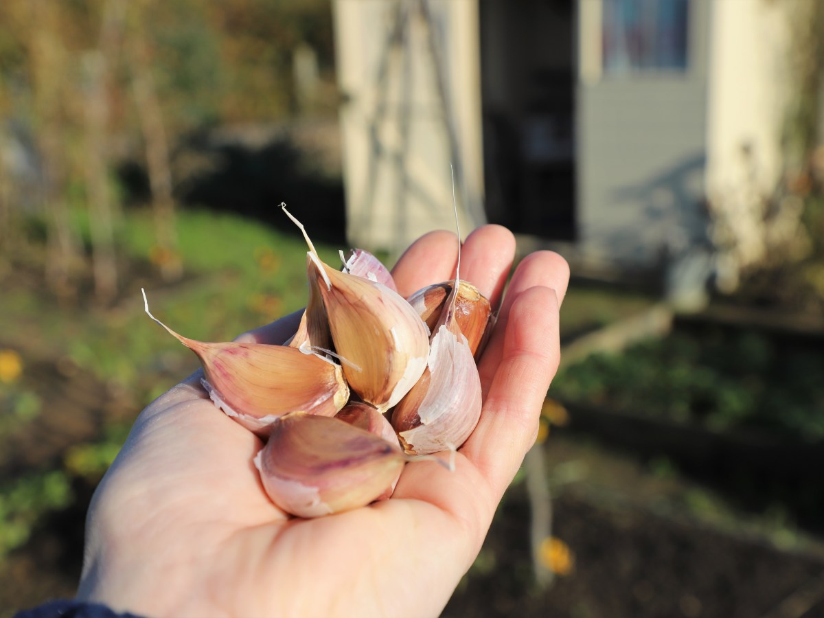 Allotment Jobs for&nbsp;November