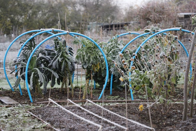 allotment