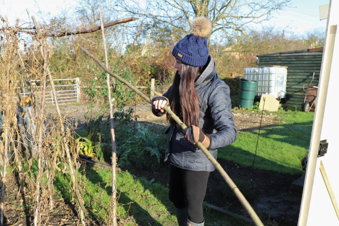 taking bean poles down