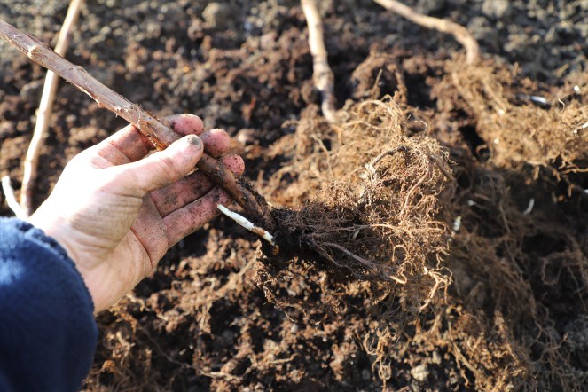 planting raspberry canes
