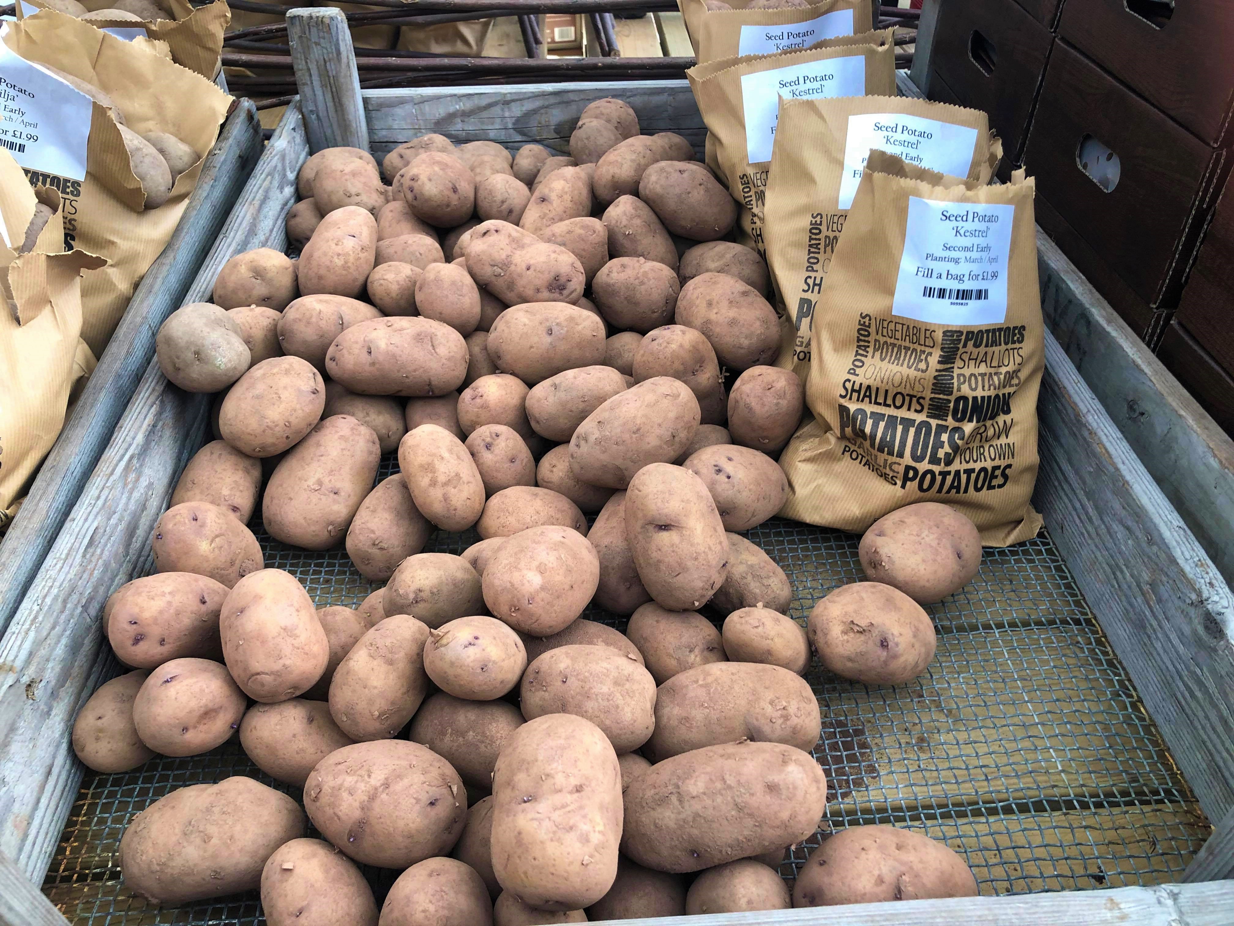 seed potatoes