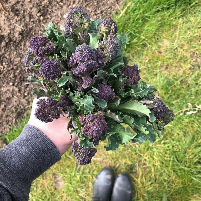 purple sprouting broccoli