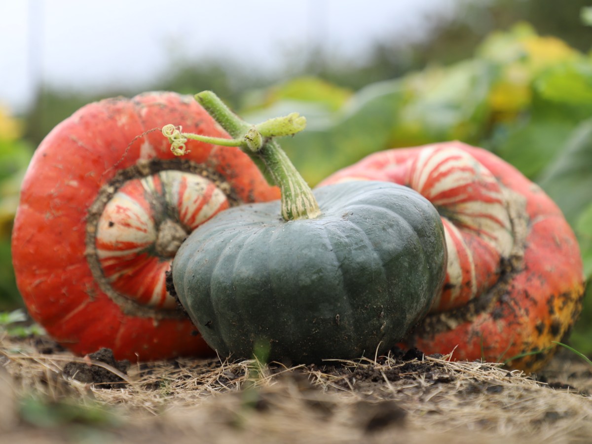 Allotment Jobs for&nbsp;October