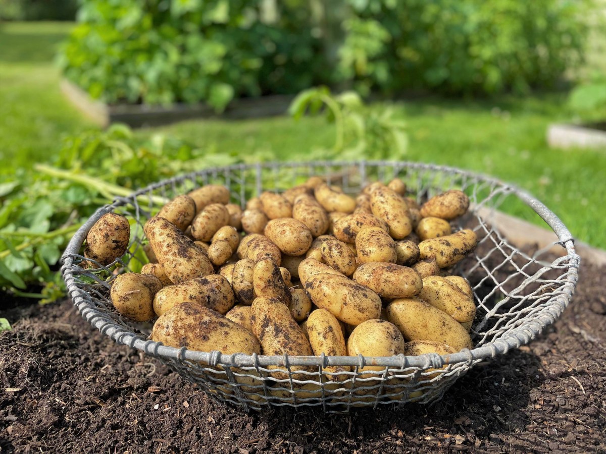 Allotment Jobs for&nbsp;July