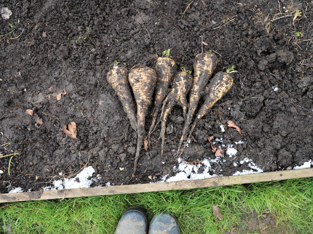Allotment Jobs For&nbsp;February