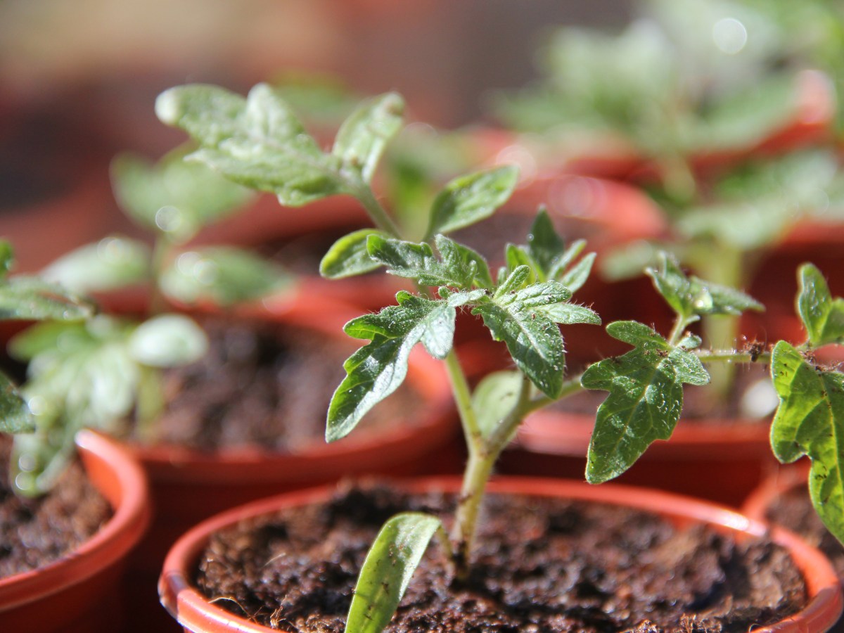 Allotment Jobs for&nbsp;April